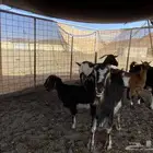 عنز مضارع