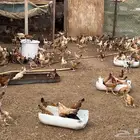 صوص دجاج بلدي