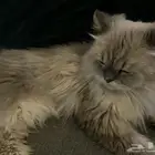 بسه للتبني مع اغراضها