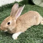 ارنب إيطالي للبيع