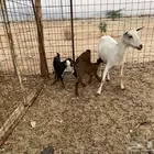 عنز بيشيه تحته 3