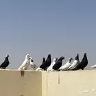 حمام للبيع جمله