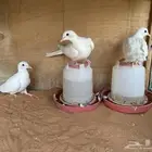 ياكريم