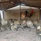 دجاج البيع رجانه وديك عربي بلدي وكلهن رجانات