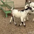 تيوس للبيع
