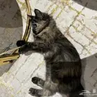 قطه انثى صغيره للتبني (تم التبني)