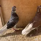 حمام قلابي منتج