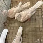 قمري هولندي