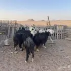 غنم نجد جبره عدد 16