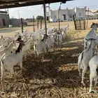 تيوس بربري جدعان وثني