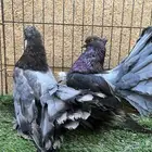 عشة رقاص أمريكي مستويات حلوة