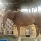 حصان مصري ماكس للبيع