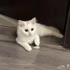 قطه شيرازيه