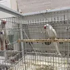 زوج دره البينو ابيض