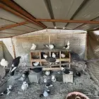 للبيع حمام وأرنب