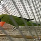 انثى درة جاهزة للانتاج