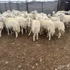 ضان مقنوي مراح واحد صغار سن