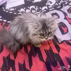 قطة