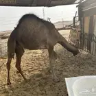 قعود للبيع