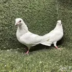 حمام صنعاوي صنعادي