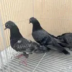 جوز باكستاني كالو مع الطبه