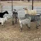 فحل وثلاث معزاء عليها ثلاثه تيوس