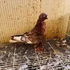 زكر قطيفي أحمر معقد صندقه