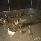 دجاج بلدي