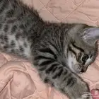 قط صغير للبيع السعر قابل للتفاوض شامل اغراضه