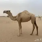 بكره مفروده عونيه