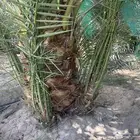 فسائل نخل صقعي احمر فاخر