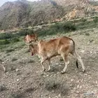 بقر