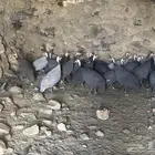 للبيع بط وحجل البط البكيني فقط للبيع الابيض( تم البيع )