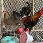 ديوك ودجاج بلدي اصيل