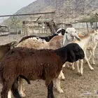 طليان سواكني مرابي