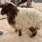 للبيع خروف ورخل