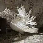 زوجين حمام زينه