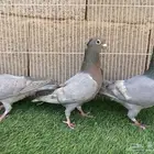 زاجل زينه