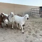 ذبائح جزله للزواجات والمناسبات جمله على 1350