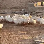 بط بكيني بياض