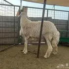 مشروع فحل