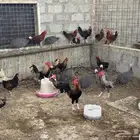ديوك بلدي