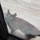 لتبني ام وبنتها والأم معها كرت تطعيم