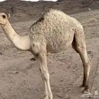 قعود البيع