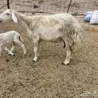 عرضين غنم خلفات وغنم دفيع