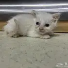 قطط