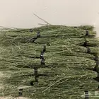 منتجات الحنيذ والمندي