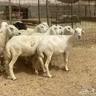 35 غنم حريات مراح دفيع وشي ع ولاده غنم منوة القاني تم البيع