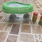 سلحفتان للبيع