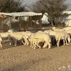 طليان مقفلة شحم نظيفة